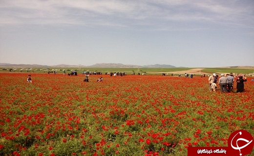 جشنواره سفر به دشت شقایق کالپوش برگزار شد+ تصاویر
