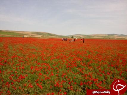 جشنواره سفر به دشت شقایق کالپوش برگزار شد+ تصاویر