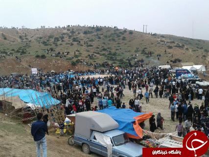 جشنواره سفر به دشت شقایق کالپوش برگزار شد+ تصاویر
