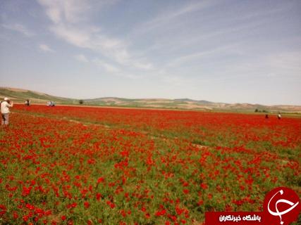 جشنواره سفر به دشت شقایق کالپوش برگزار شد+ تصاویر