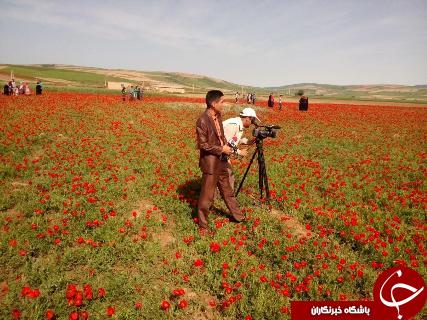 جشنواره سفر به دشت شقایق کالپوش برگزار شد+ تصاویر