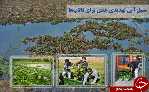 &laquo;شیطان نیلگون&raquo;در پیاده&zwnj;روهاخریدوفروش می&zwnj;شود