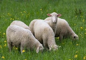 آغاز فاز دوم تولید ترکیب ژنتیکی گوسفند در چهارمحال و بختیاری