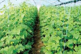 توسعه کشت گلخانه ای به سبب ویژگی های مثبت اقتصادی