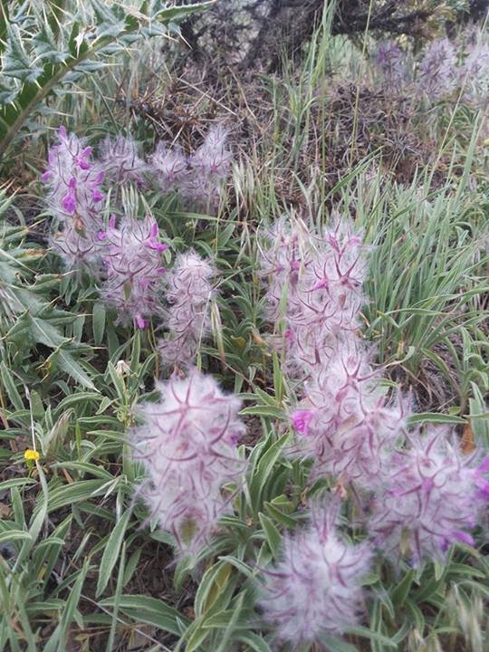 چای کوهی/گل کوفته