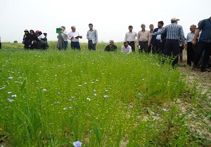 برگزاری "روز مزرعه کلزا"
