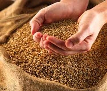 خریداری 35 هزار تن گندم از کشاورزان گتوند