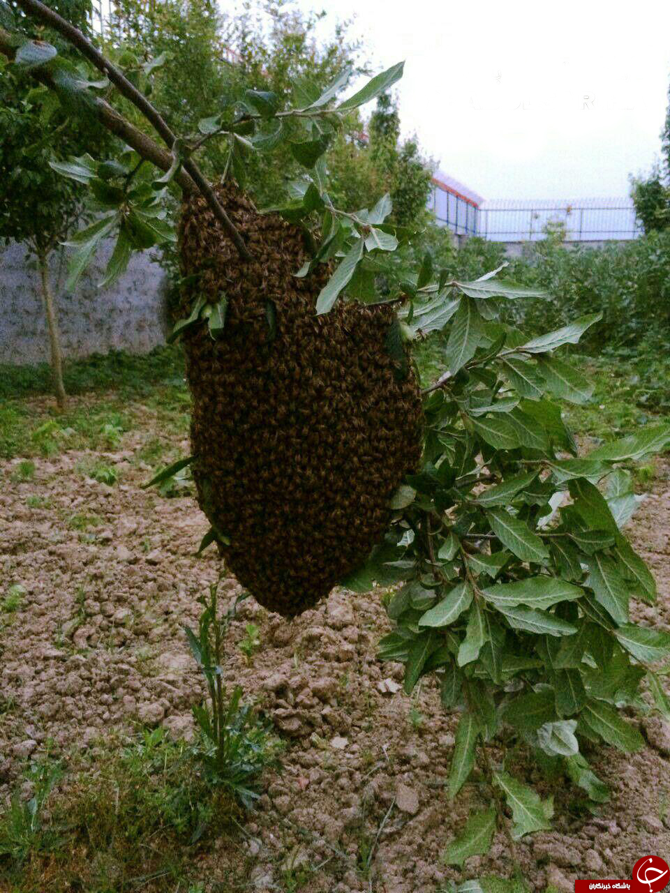زنبورها و خم کردن شاخه درخت + تصویر