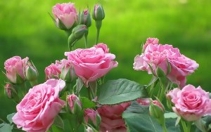 دلیجان پیشتاز تولید گل محمدی در استان مرکزی