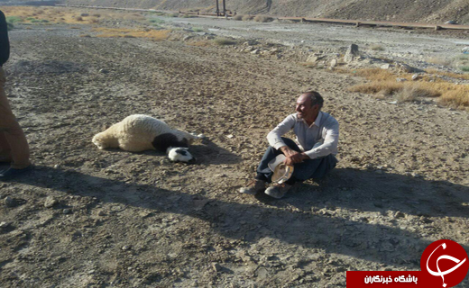 آب پساب صنعتی گوسفندان را تلف کرد+تصاویر