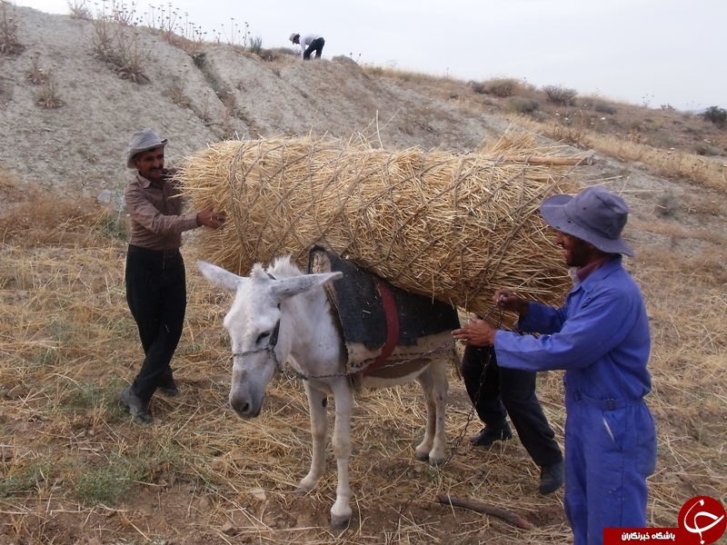 عکس هایی که بوی زندگی می&zwnj;دهند + 10عکس