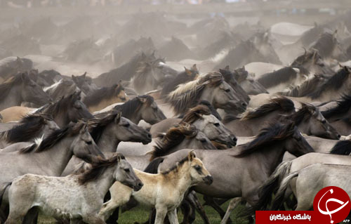 از جشنواره چند قلوها در جمهوری چک تا مرکز خرید به شکل ظروف چینی