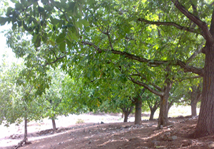 روستای آهوییه قلب تپنده کوهستان