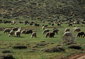 اجرای طرح کنترل کوچ دام در مراتع شهرستان چادگان