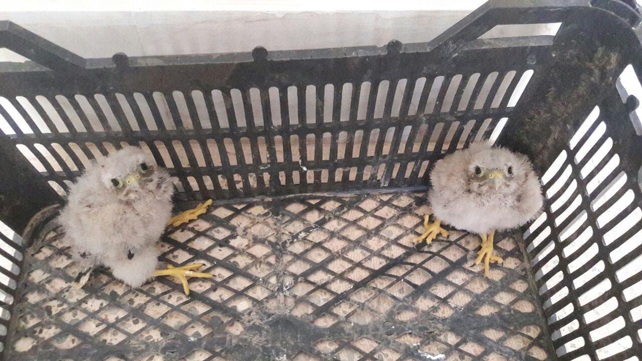 کشف دوبهله دلیجه از یک منزل مسکونی درسنگان خواف
