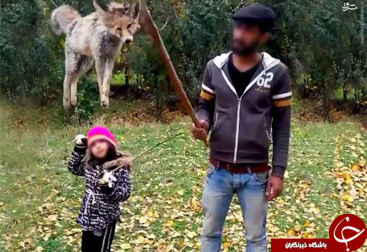 مثله کردن و کشتار سریالی روباه ادامه دارد +تصاویر
