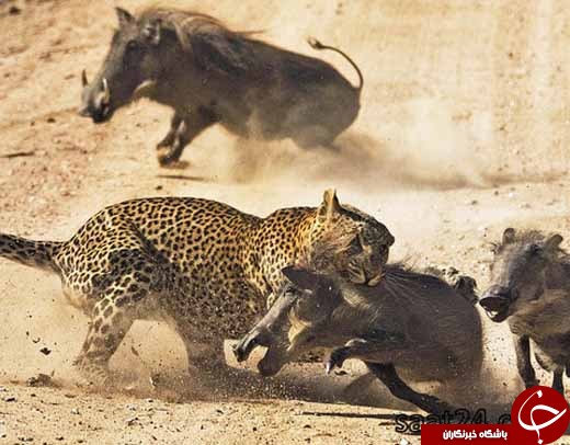 تصاویری از  جنگ حیوانات /از اسب بوکسور تا خرس کشتی گیر