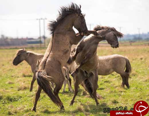 تصاویری از  جنگ حیوانات /از اسب بوکسور تا خرس کشتی گیر