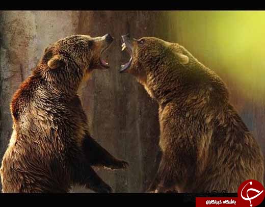 تصاویری از  جنگ حیوانات /از اسب بوکسور تا خرس کشتی گیر