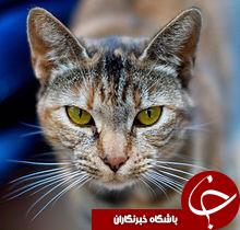 جذاب ترین اخبار استان ها در یک نگاه