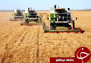 آغاز برداشت گندم از مزارع شهرستان آران وبیدگل