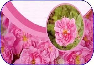 کشت گل محمدی در بابل