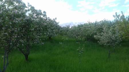 طبیعت زیبای بهاری شهر گیوی + تصویر