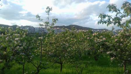 طبیعت زیبای بهاری شهر گیوی + تصویر