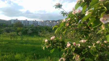 طبیعت زیبای بهاری شهر گیوی + تصویر