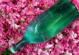 نخستین جشنواره گلاب‌ گیری در کجور