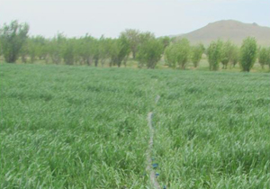 اجرای طرح الگويی آبياری تیپ در مزارع گندم