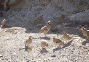 دستگیری شکارچی زنده گیر کبک در ارتفاعات مهاباد