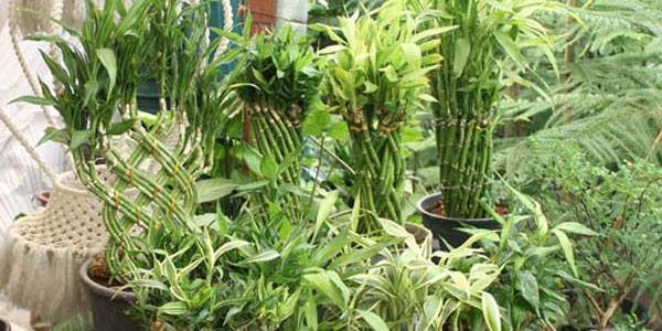 گیاهان آپارتمانی فرح بخش خانه و کاشانه+ تصاویر