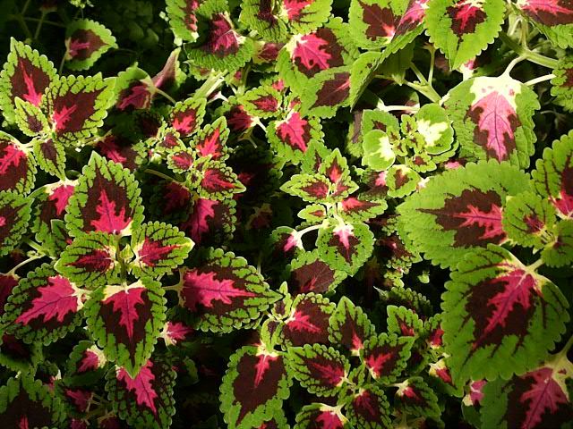 گیاهان آپارتمانی فرح بخش خانه و کاشانه+ تصاویر