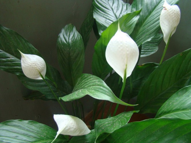 گیاهان آپارتمانی فرح بخش خانه و کاشانه+ تصاویر