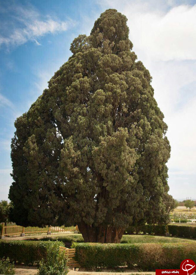 کانال گردی