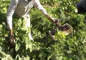 برداشت انگور یاقوتی از تاکستا نهای شهرستان قصرشیرین