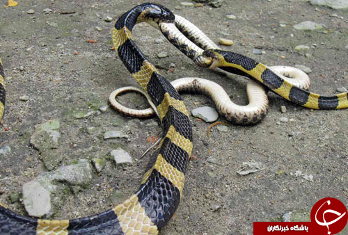 از نبرد مرگبار سه مار سمی تا دیدار پاپ فرانسیس با جرج کلونی