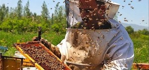 فعالیت 5 کارخانه فرآوری عسل در خمین