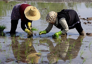 آغاز کشت برنج در 100 هکتار از اراضی مشگین شهر