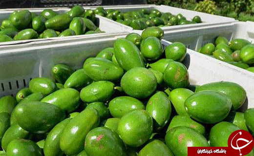 این میوه دانه&zwnj;ای ۱۰ هزار تومان فروخته می&zwnj;شود