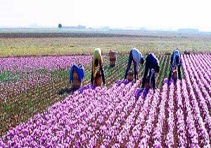 سطح زیر کشت زعفران و بادام زمینی در خلخال افزایش می یابد