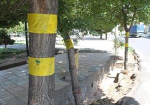 درختان شهر با بازوبند زرد به جنگ آفات می روند