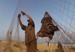 دستگیری 3 شکارچی متخلف بلدرچین در اردبیل
