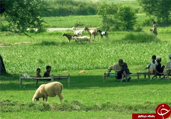 عکس هایی که بوی زندگی می دهد