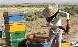 تأییدیه سلامت و گواهی حمل زنبورداران برای حمل و انتقال کندوها