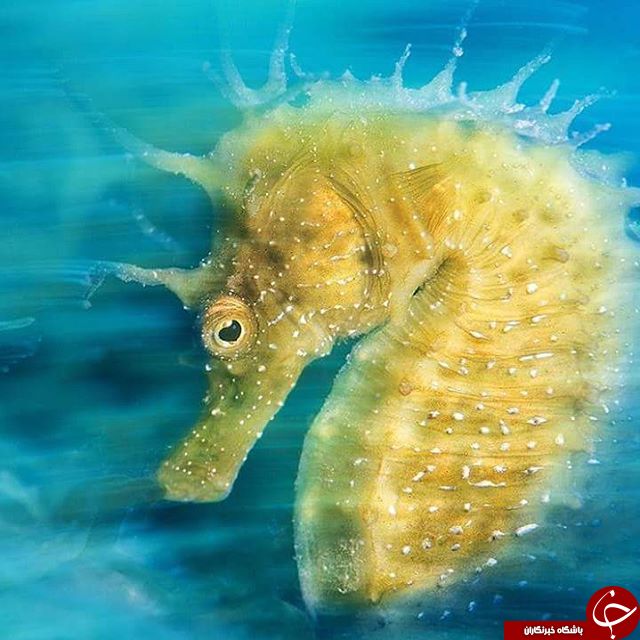 ثبت لحظه های ناب در اینستاگرام نشنال جئوگرافی+  عکس