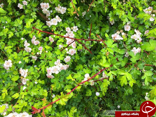 عکس/ بهشتی رویایی در چند قدمی تهران