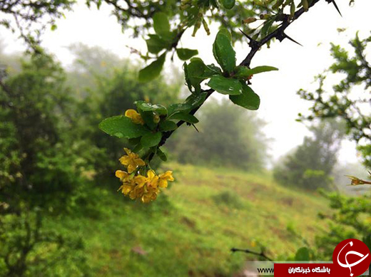 عکس/ بهشتی رویایی در چند قدمی تهران