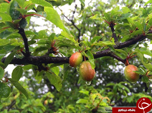 عکس/ بهشتی رویایی در چند قدمی تهران